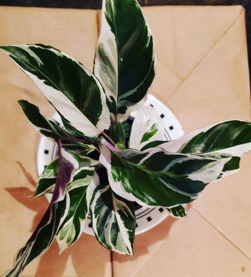 Calathea white fusion