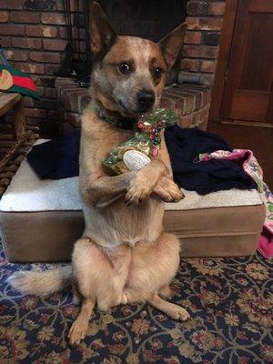 PC's Pantry For Dogs and Cats