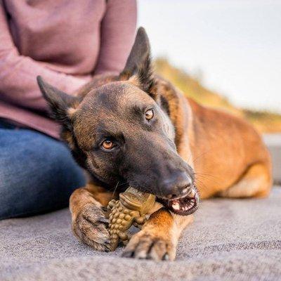 Maw & Paw Pet Market