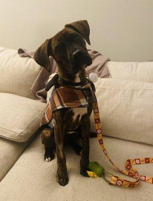 Pine Woods Animal Hospital