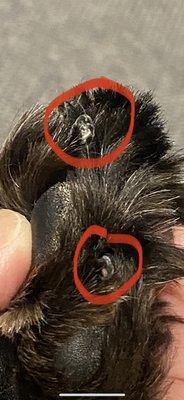 Puppy Love Pet Groomers