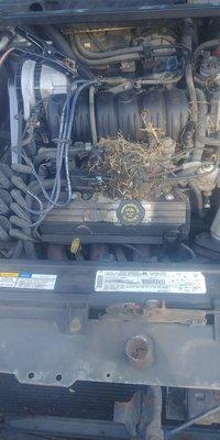 Gotta love that dead baby rat! I know they climb in to get warm well that one got real toasty!