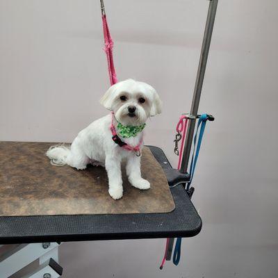 PomChi Paws Grooming & Resort