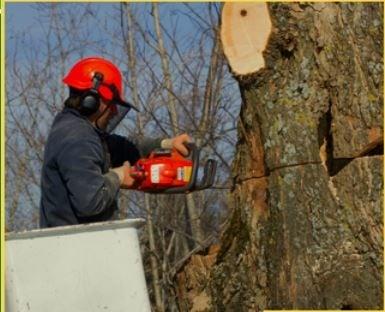 Bjorn's Tree Service