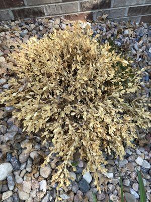 Died box wood. Installed by Lincoln Landscaping