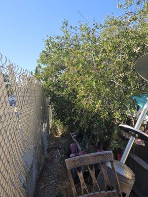 Trash Removal De Carlos