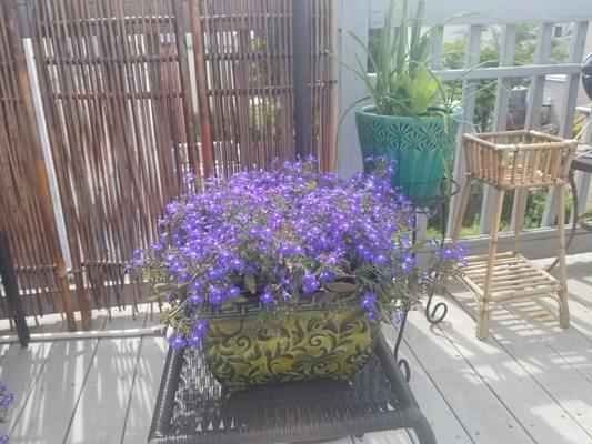 Beales Chiropractic Center