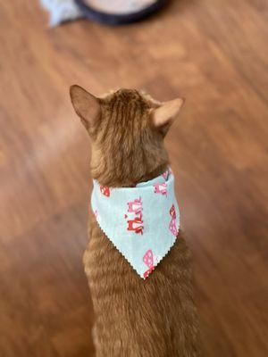My cat Oliver at home after an excellent groom leaving my cat clean, nails trimmed, shiny coat and a super cute bandana.