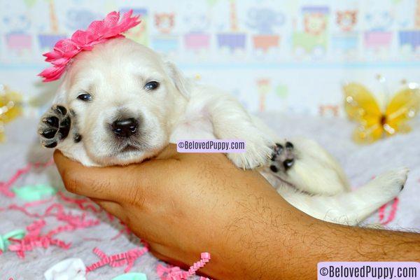 English Cream Golden Retriever