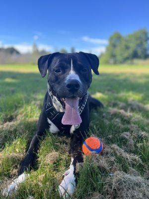 Dynamic Canine Solutions