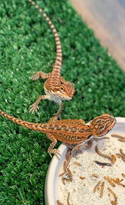 Bearded dragons