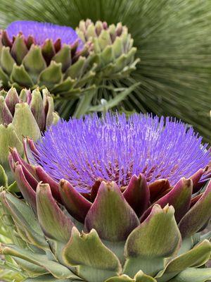 Captured this! Artichoke
