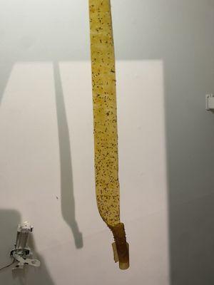 The Park at Morella Apartments