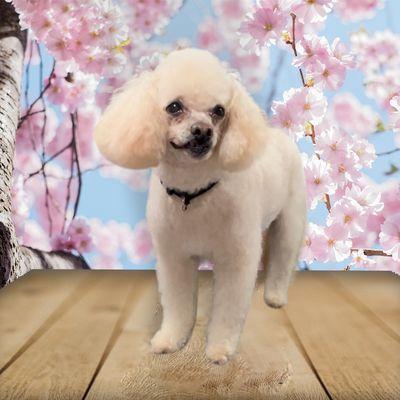 Sarah’s Sassy Pets