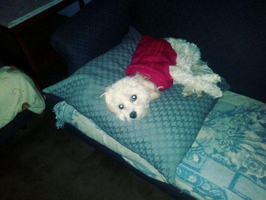 Main Line Dog Sitting