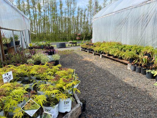 Hillcrest Nursery