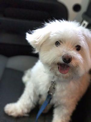 Hot Diggity Dog Grooming Parlor of North Haven