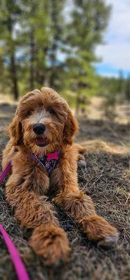 EarthWise Pet Colorado Springs