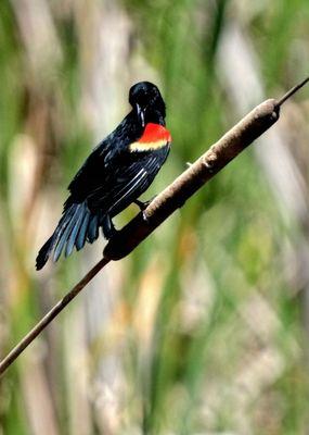 Red-winged blackbird (male)