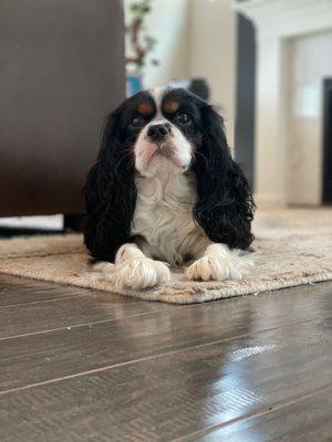 My dog a couple of weeks before the groom.