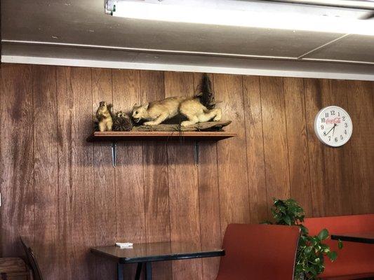 Fox hunting a Squirrel