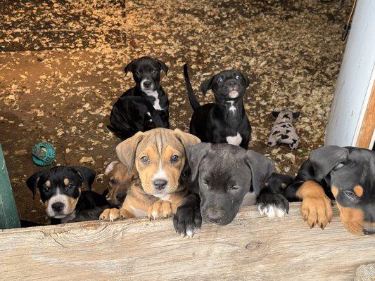 Humane Society Of The South Platte Valley