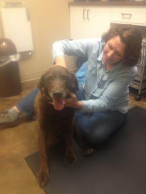 Mr Finnegan at 13 thanks to Dr Holiday is able to keep walking !