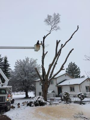 Miller Tree Service