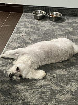 Love  My Dog Resort and Spa
