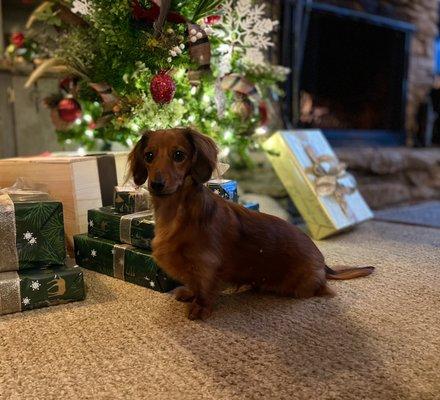 Morehead Veterinary Clinic