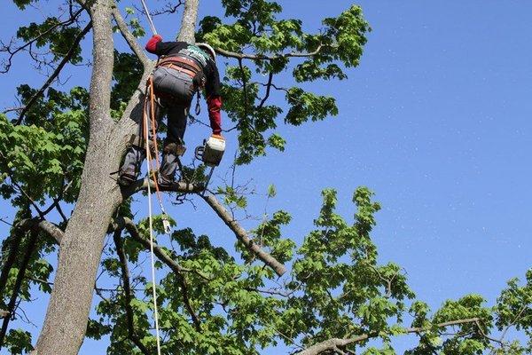 Marty's Landscaping & Tree Service & Removal