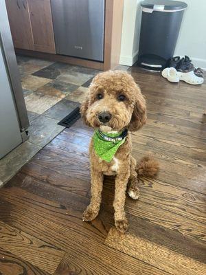 Fetchers Play Stay & Grooming