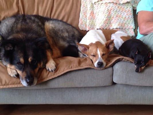 Kevin's Pet Sitting and Dog Walking