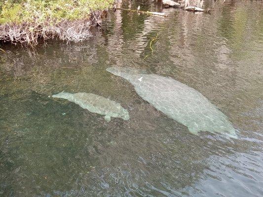 FoulHooker Bowfishing