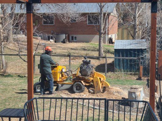 Stump Removal & Daughter