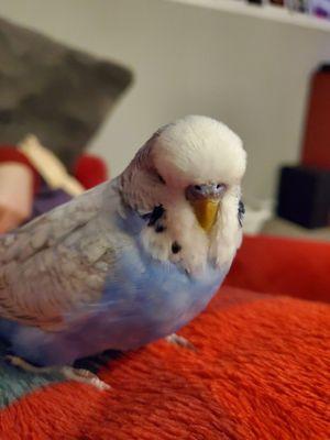 Wag Along Pet Sitting & Dog Walking