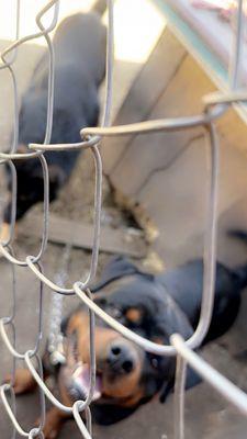 Durant Animal Hospital