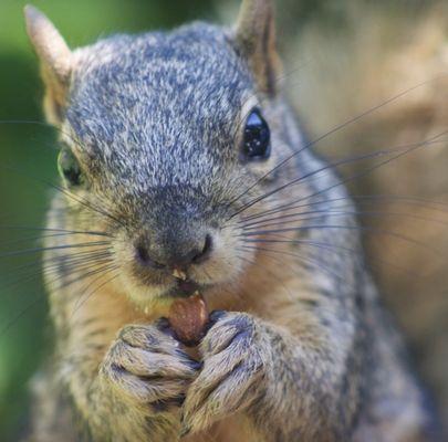 NexGen Pest & Wildlife Solutions