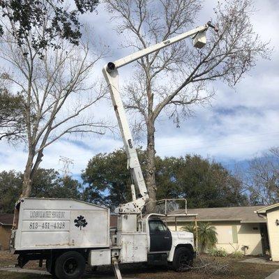 Lazaro Leal Landscaping and Tree Services