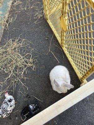 Jack's Travelling Petting & Pony Farm