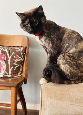 My kitty loves her lion cut!