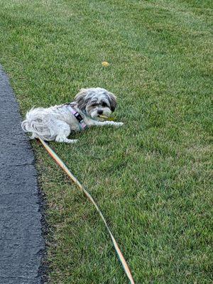 Potter Creek Kennels