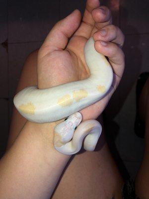 Night Stalkers Pet Emporium