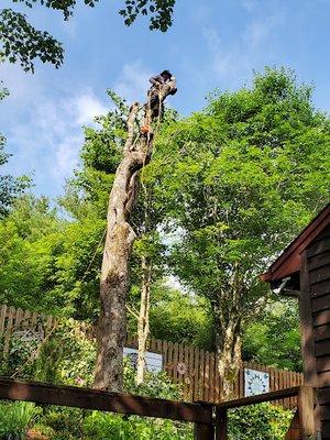 River Birch Tree Service