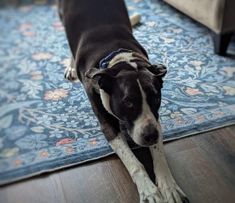 Dana Biello's Pet Care