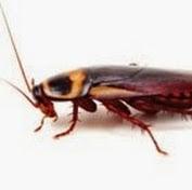 Beeline Pest Control