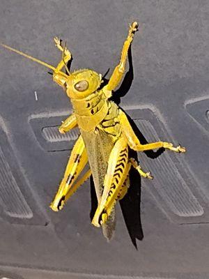 Smoke Shop by Exotic Express