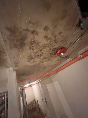 More mold for your viewing pleasure