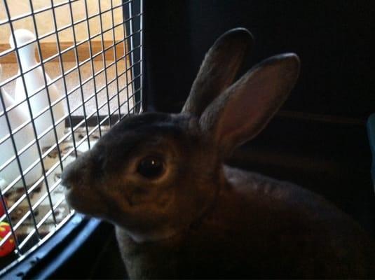 All Creatures Veterinary Clinic