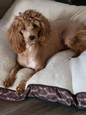 EarthWise Pet Supply & Grooming Maricopa